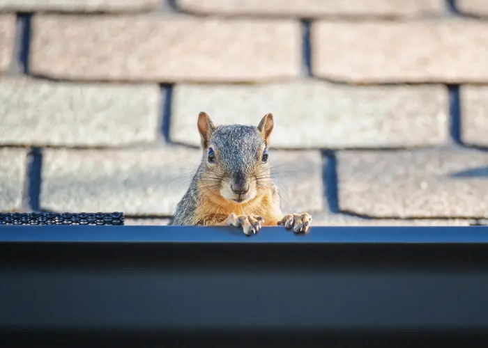 A squirrel crawling in a gutter