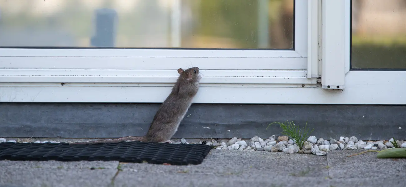 A Norway rat looking for food around a sliding glass door of a Cincinnati home