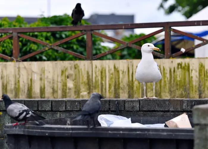 Pigeons and seagulls looking for food in a commercial dumpster