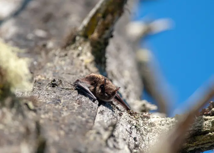 A small brown bat in a tree