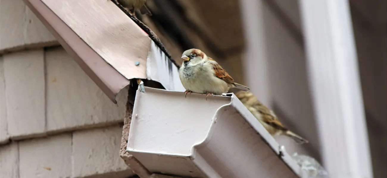 A house sparrow perched on a gutter. Call or contact Animal Remover in Ohio for bird control services.