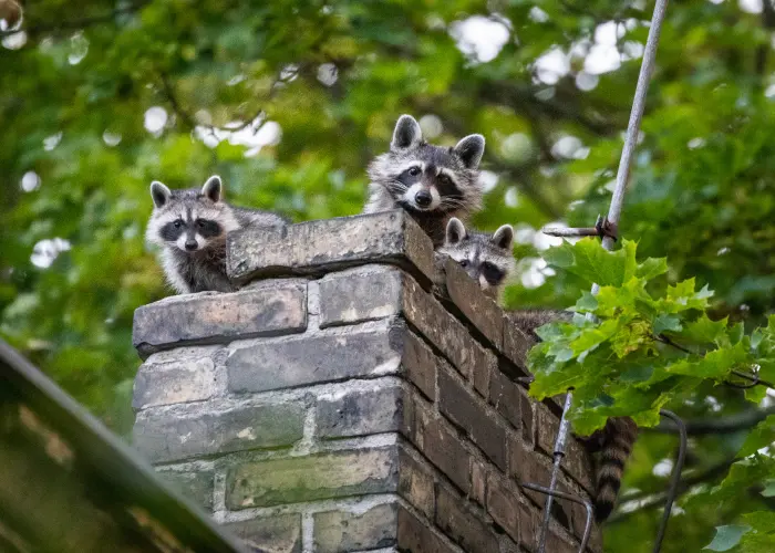 A family of raccoons in a chimney