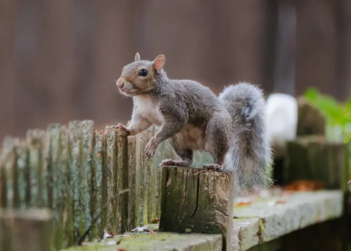 A squirrel walking along a fence in Ohio