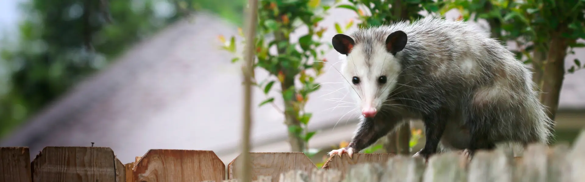 An opossum walks along a fence. Call or contact Animal Remover for opossum removal services in Cincinnati, OH.