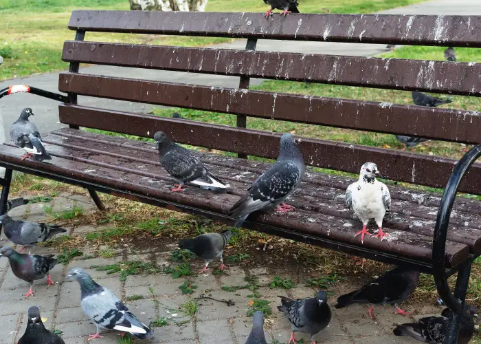 Pigeons on a business park bench that is covered in bird droppings
