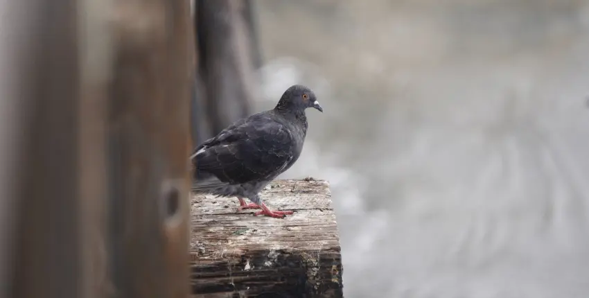 A dockside pigeon standing on a pier that is covered in bird feces