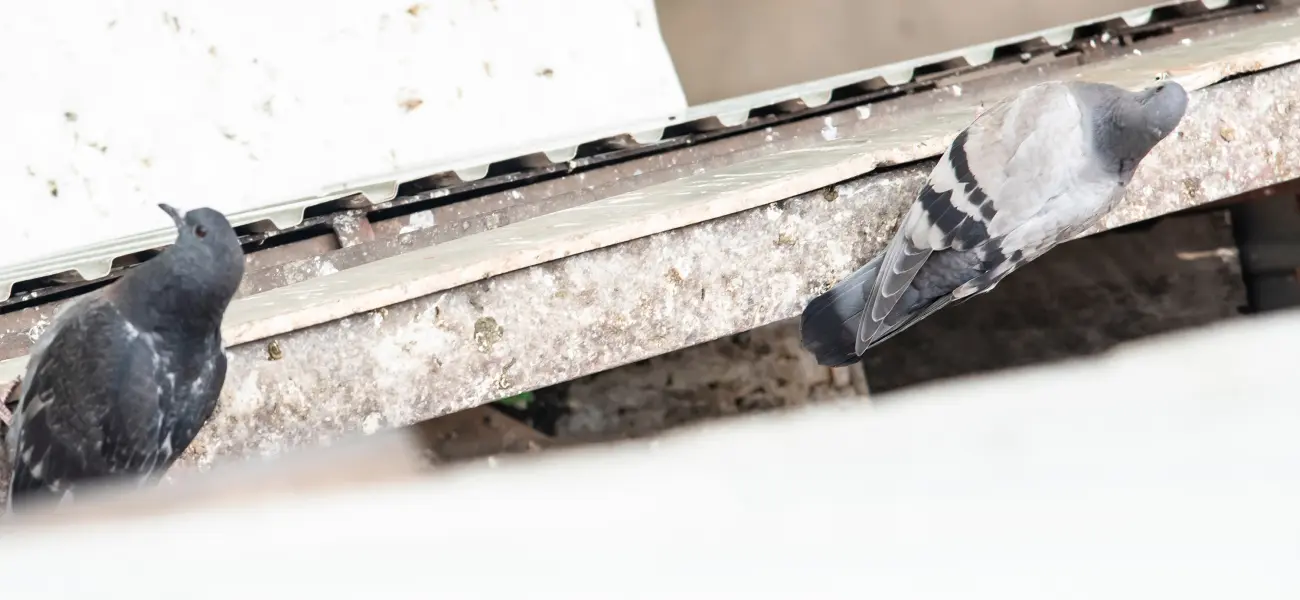 Pigeons walking along the ledge of a building that is littered with feces