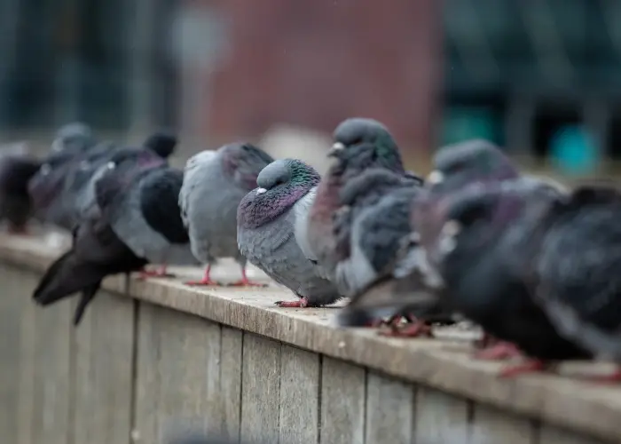 A row of pigeons perched on a ledge