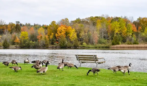 Canada geese grazing on grass in a park. Learn about animal removal tips from the experts at Animal Remover in Cincinnati.