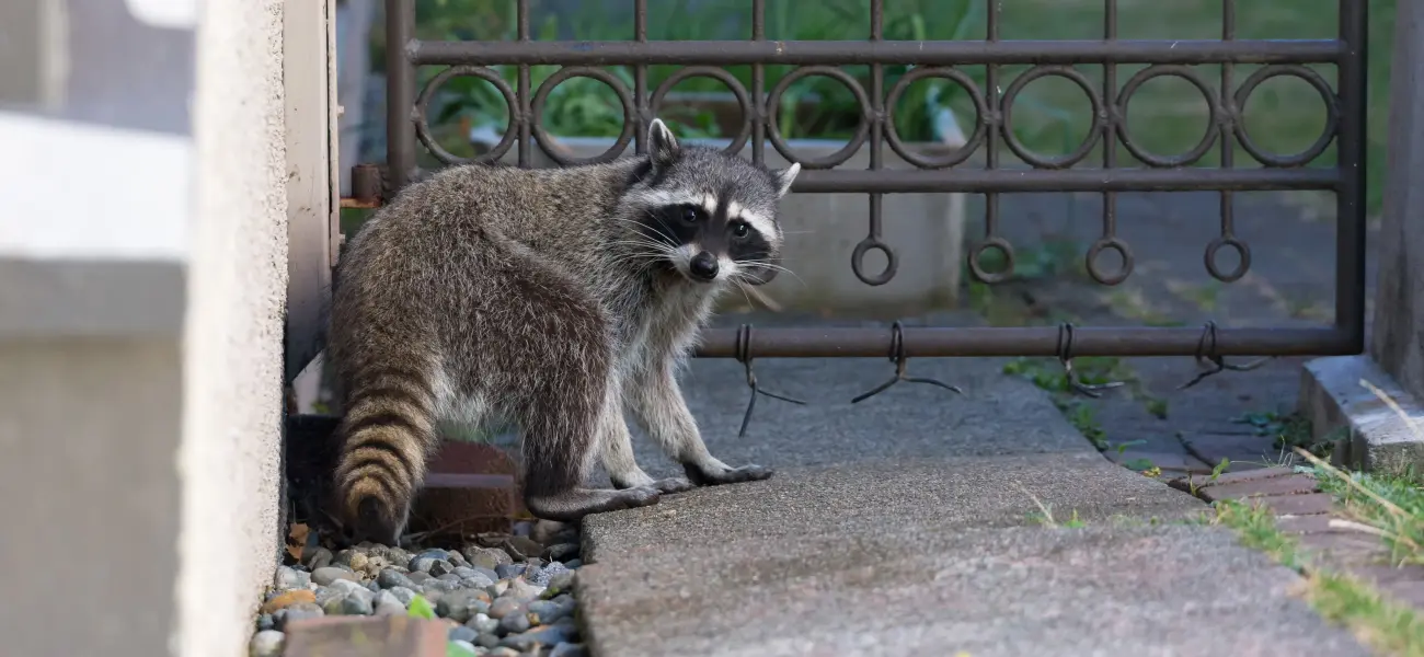 A raccoon wondering around a Cincinnati home