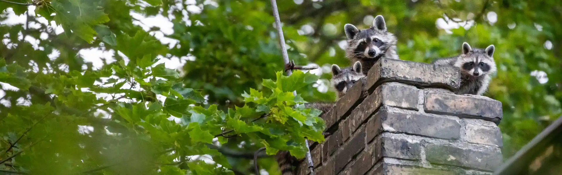 A family of raccoons peering out of a brick chimney. Call or contact Animal Remover for raccoon removal, trapping, and control services in Cincinnati, OH.