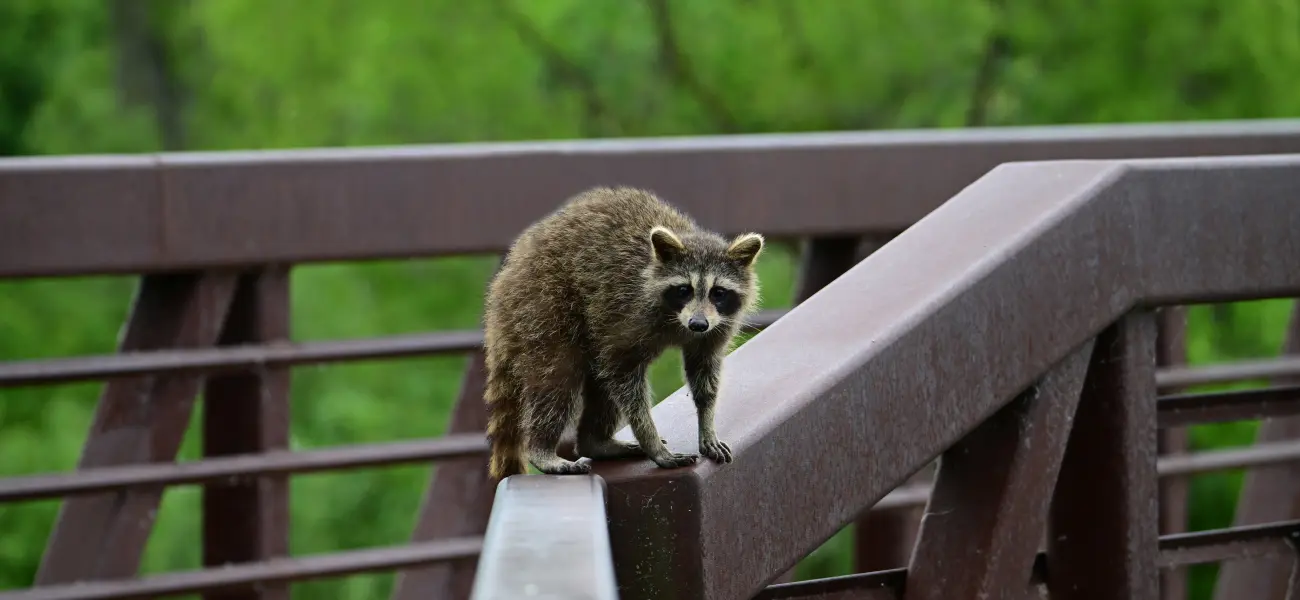 A raccoon on the rail of a walking bridge