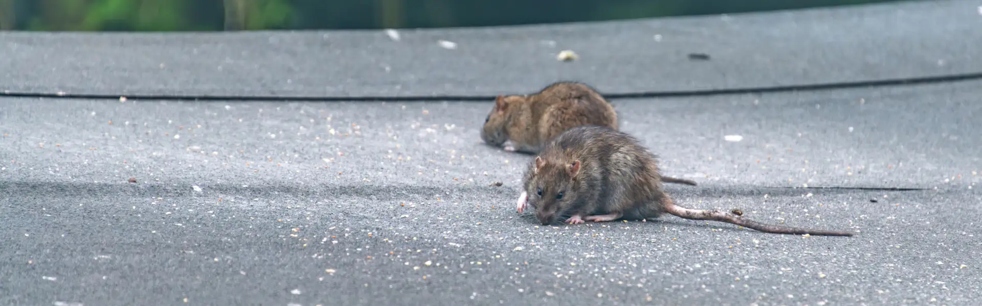 Norway rats crawling on the roof of a shed. Call or contact Animal Remover for rat removal and control services in Cincinnati, OH.