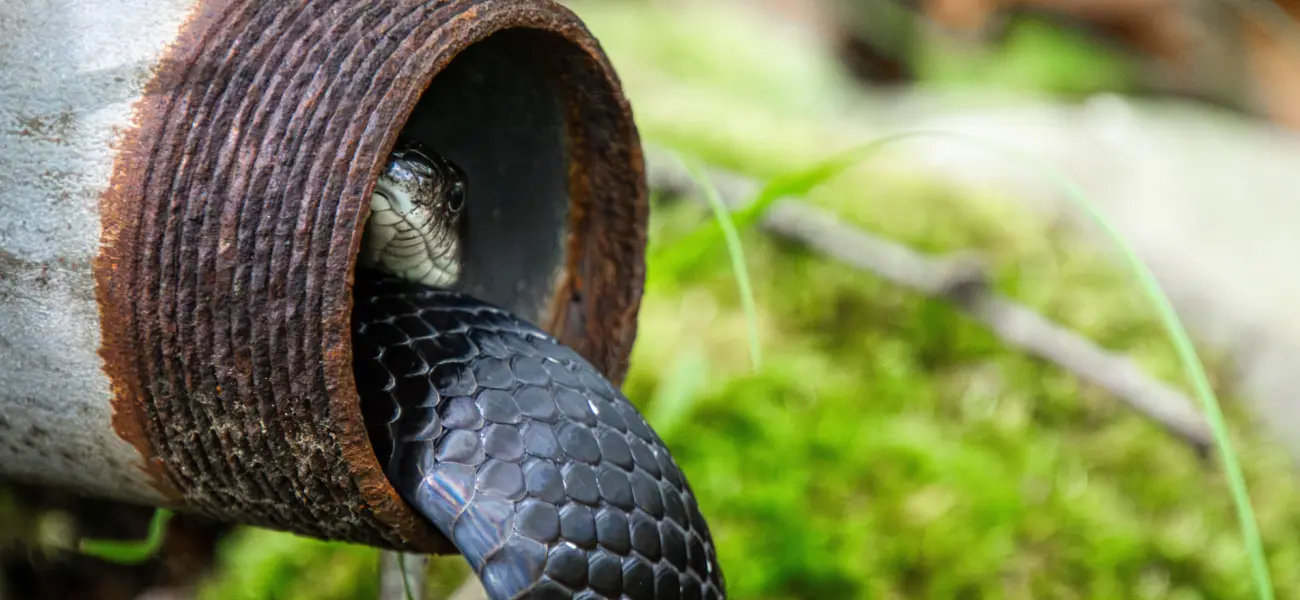 What Snake Is the Most Venomous in the World?