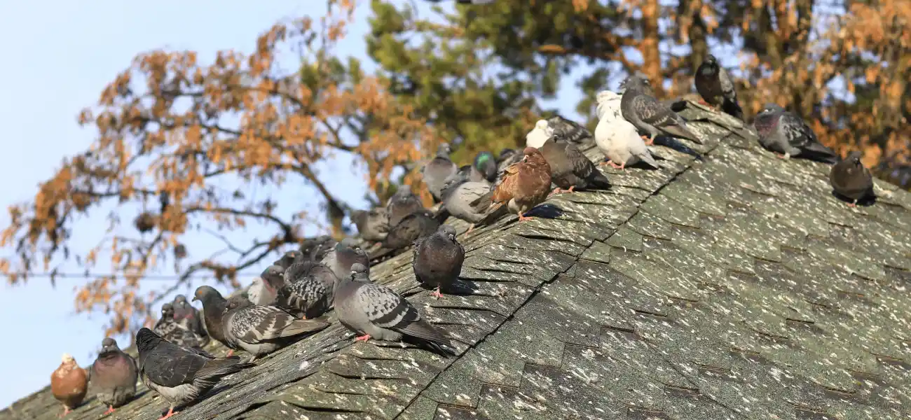 Pigeon infestation on a roof in Cincinnati