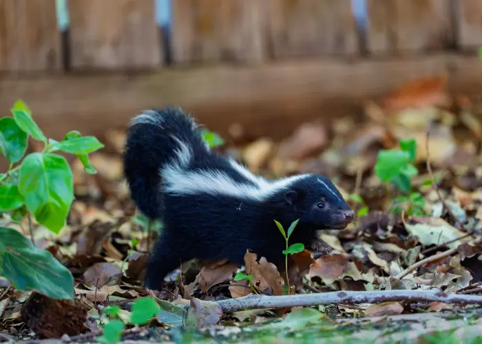A young skunk in a backyard. Striped skunk are typically 4-12 pounds and live between 2-5 years.