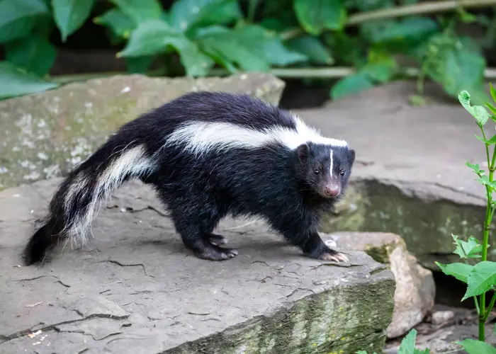 A striped skunk walking along a rock path. Skunks consume various plants, insects, small mammals, eggs, and carrion.