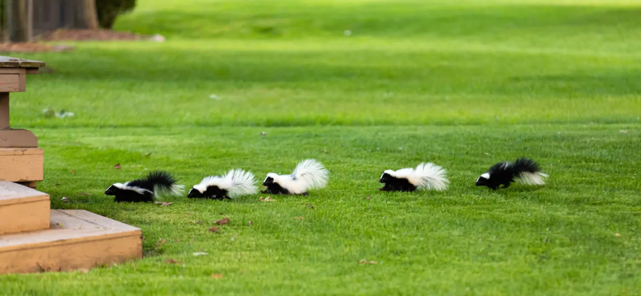 A skunk family scurries across a Cincinnati yard