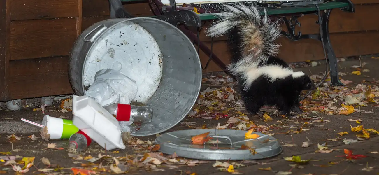 A skunk investigating a downed trash can. Skunks are notorious for raiding garbage, digging holes, and spraying a foul odor when threatened.