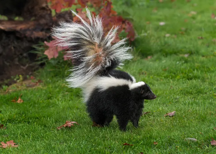 A skunk with a raised, fluffy tail in an autumn yard