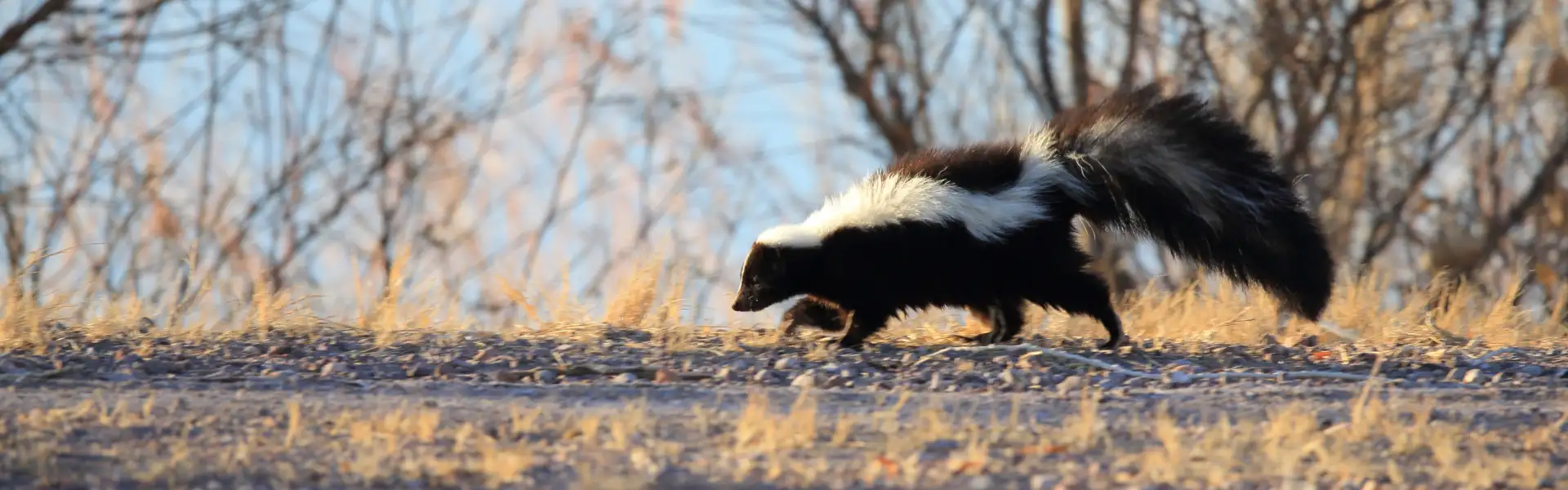 A skunk walks along a private dirt road. Call or contact Animal Remover for skunk removal and control services in Cincinnati, OH.
