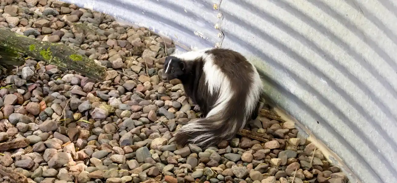 Skunk near a metal enclosure. Call or contact Animal Remover if you regularly find skunks in your yard.