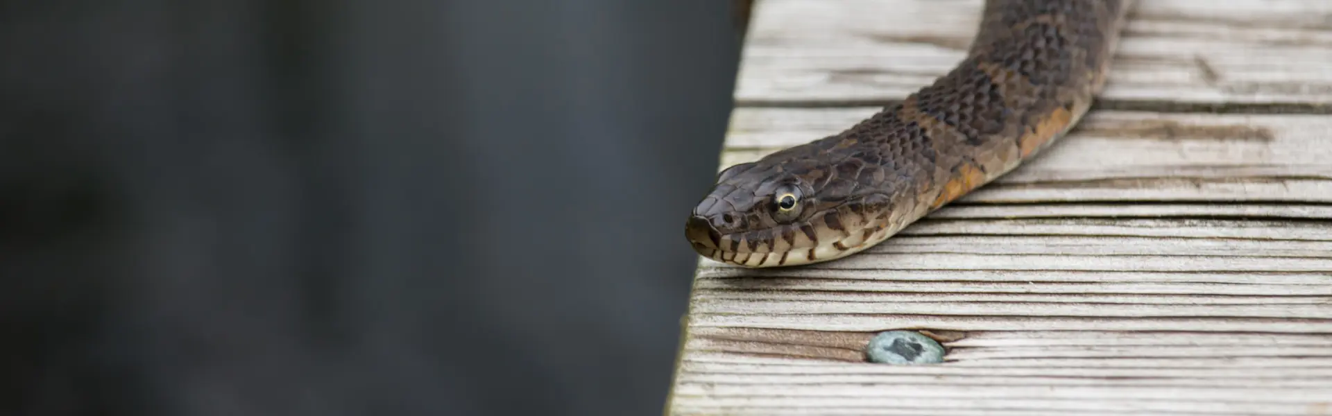 A Northern Watersnake slithering on a pier. Call or contact Animal Remover for snake removal, trapping, and control services in Cincinnati, OH.