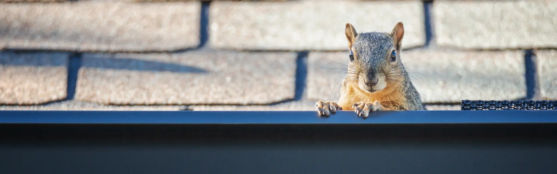 A fox squirrel peering out of a gutter. Call or contact Animal Remover for squirrel removal, trapping, and control services in Cincinnati, OH.