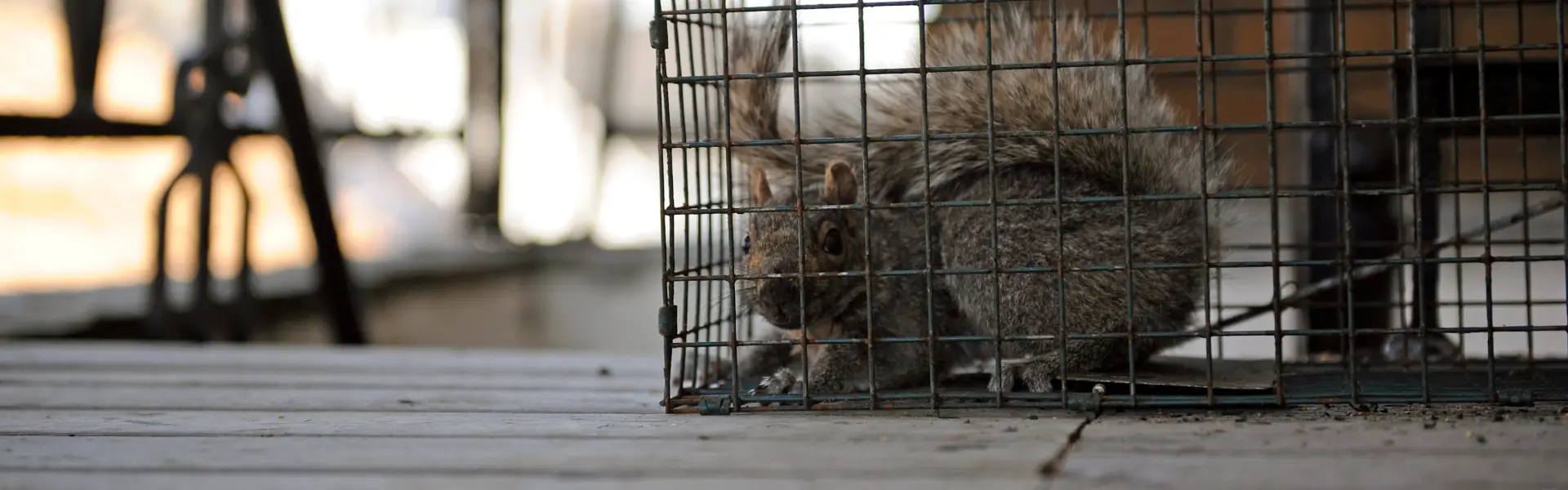 An Eastern Gray squirrel trapped in a cage. Call or contact Animal Remover for wildlife control and trapping services in Cincinnati, OH.