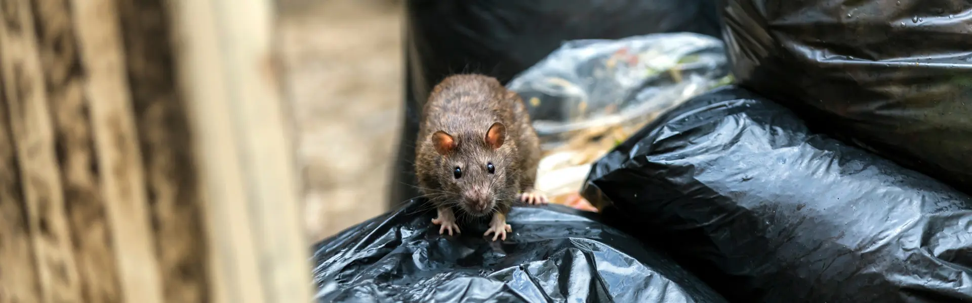 A brown rat looking for food in a pile of black garbage bags