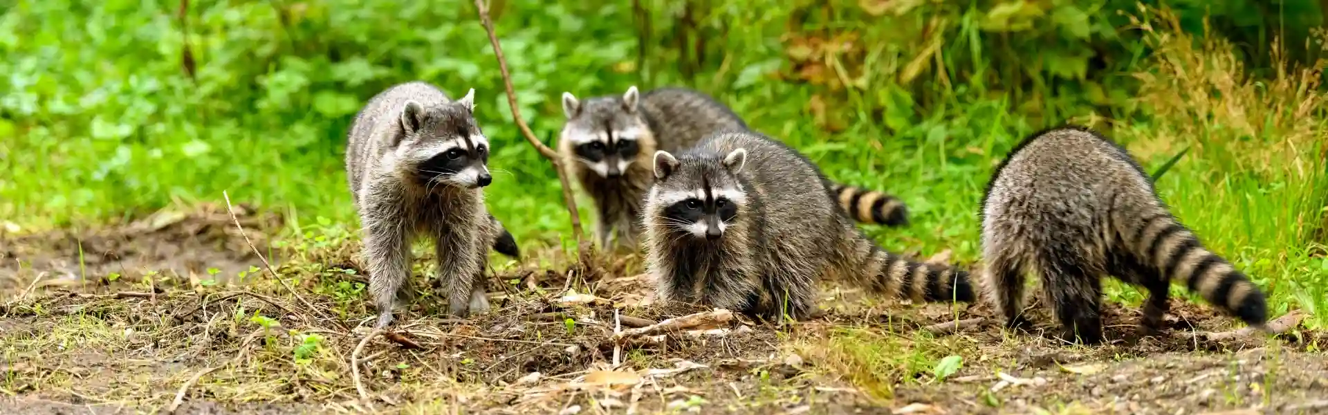 A family of raccoons in a commercial business park. Call or contact Animal Remover for commercial raccoon removal and management services.