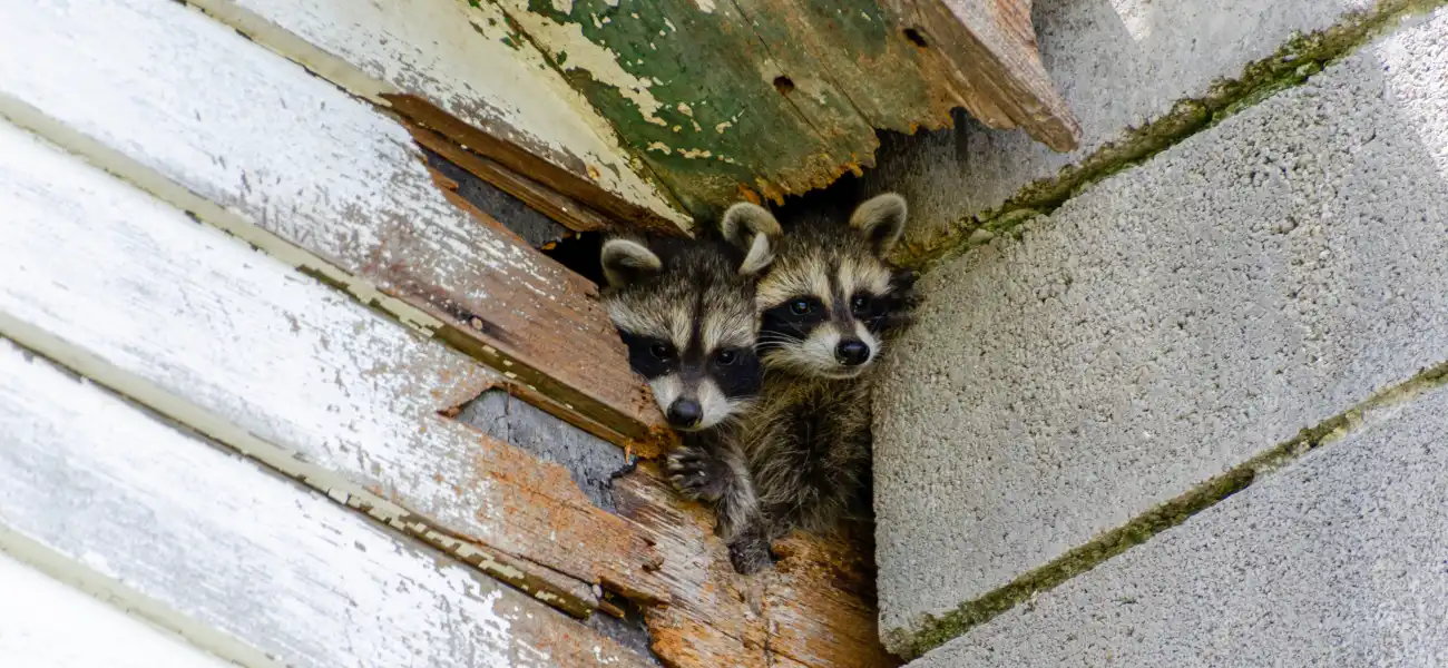 Young raccoons peering out of a hole in a building. Call or contact Animal Remover if you need help getting rid of nuisance wildlife in Dayton or Cincinnati.