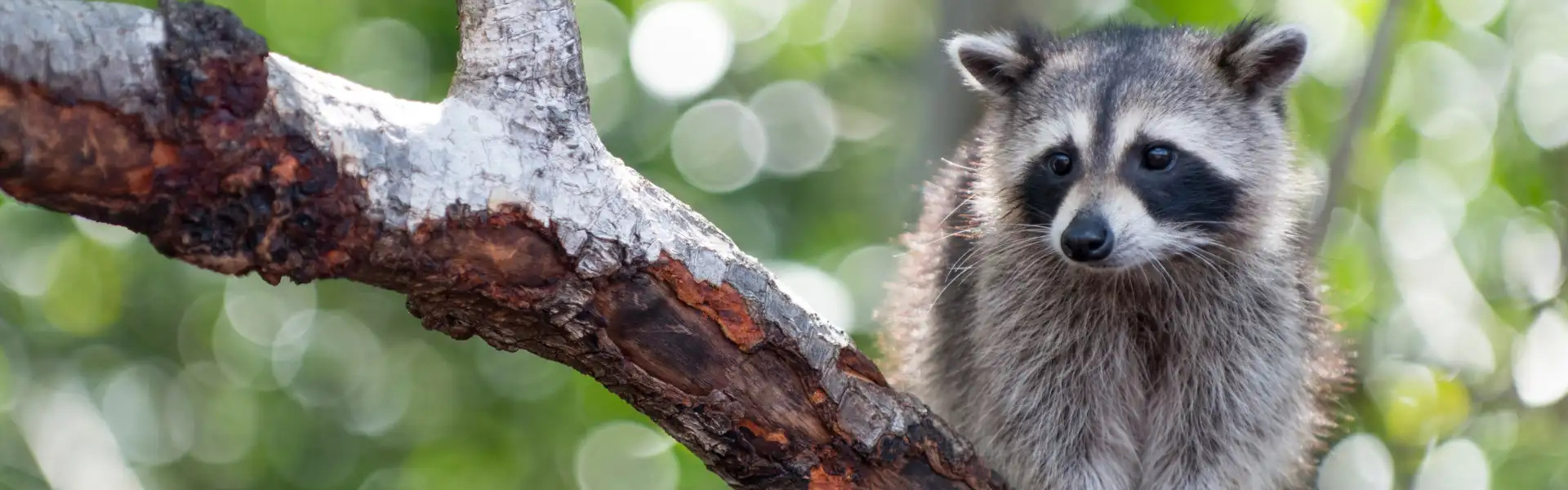A raccoon perched in a tree. Call or contact Animal Remover for wildlife control and removal services in Cincinnati and Dayton.
