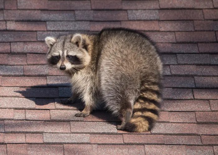 A wild raccoon walking along the roof of a Cincinnati home