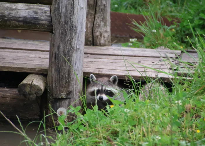A wild raccoon under a wooden pathway in Dayton